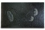 Museum-Quality Pyrite-Replaced Crinoid Plate - Germany #380362-1